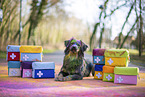 Miniature Australian Shepherd