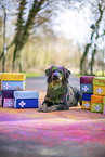 Miniature Australian Shepherd