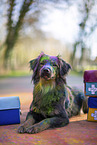 Miniature Australian Shepherd