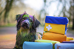 Miniature Australian Shepherd