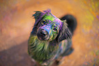 Miniature Australian Shepherd