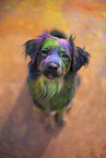 Miniature Australian Shepherd