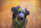 Miniature Australian Shepherd