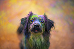 Miniature Australian Shepherd