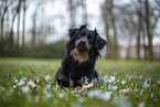 Miniature Australian Shepherd