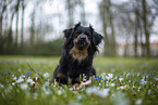 Miniature Australian Shepherd
