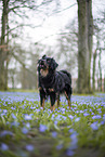 Miniature Australian Shepherd