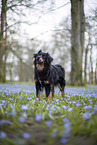 Miniature Australian Shepherd