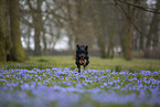 Miniature Australian Shepherd