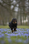 Miniature Australian Shepherd