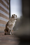 Miniature Australian Shepherd