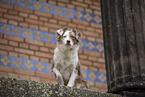 Miniature Australian Shepherd