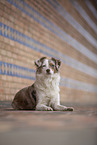 Miniature Australian Shepherd