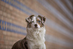 Miniature Australian Shepherd