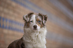 Miniature Australian Shepherd