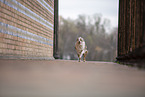 Miniature Australian Shepherd