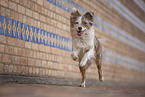 Miniature Australian Shepherd
