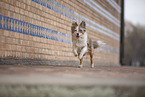 Miniature Australian Shepherd
