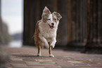 Miniature Australian Shepherd