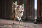 Miniature Australian Shepherd