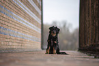 Miniature Australian Shepherd