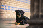 Miniature Australian Shepherd