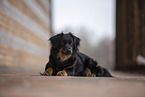Miniature Australian Shepherd
