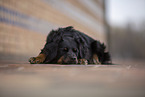 Miniature Australian Shepherd