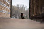 Miniature Australian Shepherd