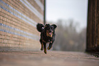 Miniature Australian Shepherd