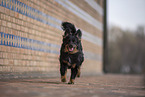 Miniature Australian Shepherd