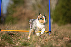 young Miniature Australian Shepherd
