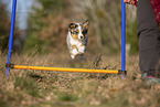 young Miniature Australian Shepherd