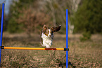 young Miniature Australian Shepherd