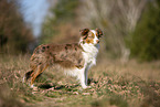 young Miniature Australian Shepherd