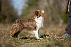 young Miniature Australian Shepherd