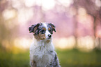 young Miniature Australian Shepherd