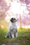 young Miniature Australian Shepherd