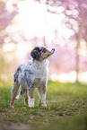 young Miniature Australian Shepherd