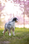 young Miniature Australian Shepherd