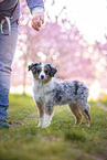 young Miniature Australian Shepherd