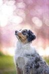 young Miniature Australian Shepherd