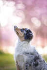 young Miniature Australian Shepherd