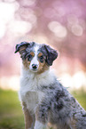 young Miniature Australian Shepherd