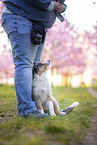 young Miniature Australian Shepherd