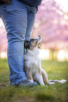 young Miniature Australian Shepherd
