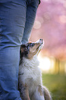 young Miniature Australian Shepherd