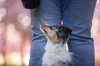 young Miniature Australian Shepherd