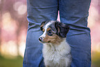 young Miniature Australian Shepherd