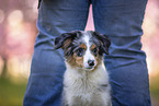 young Miniature Australian Shepherd